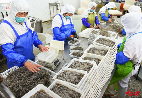 連云港 海產品加工助力家門口就業