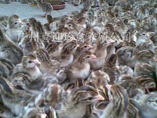 最實(shí)惠江蘇珍珠雞苗批發(fā),南京珍珠雞苗出售,連云港珍珠雞苗批發(fā)_農(nóng)副產(chǎn)品_世界工廠網(wǎng)中國(guó)產(chǎn)品信息庫(kù)